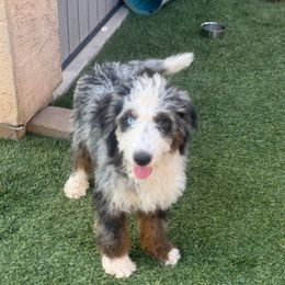 White collar Twix - Merle male Bernedoodle puppy in Mesa, Arizona from Desert Sheepies and Doodles