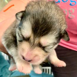 Tina - Gray and white female Alaskan Malamute puppy in Palmyra, Michigan from Illusion Kennel