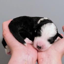 Boy 3 - male Aussiedoodle puppy in New Durham, New Hampshire from Ridgeview Aussiedoodles