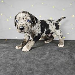 Remington NALC - Blue merle male Catahoula Leopard Dog puppy in Doerun, Georgia from Twig & Tail Puppies
