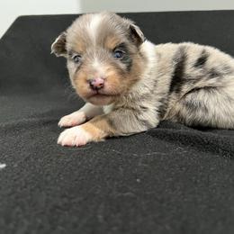 Girl 1 - Blue merle female Miniature Australian Shepherd puppy in Lubbock, Texas from Reveille awesome aussies