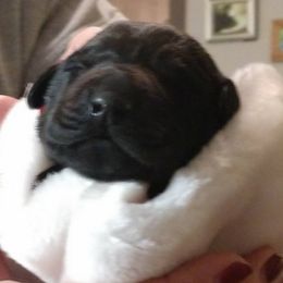 Labrador Retriever Puppies from Puddle Jumper Labs