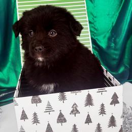 Jasper - Black male Miniature Australian Shepherd puppy in Smithville, Arkansas from Cooper Creek Aussies