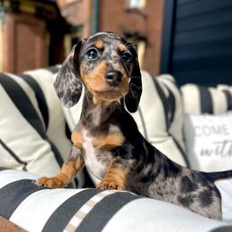 Dachshund Puppies from Weenie Bros