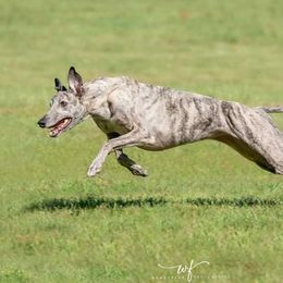 Greyhounds from Toulive Sighthounds