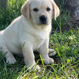 Yellow Male - Yellow male Labrador Retriever puppy in Beaverdam, Virginia from Gold Heart Labradors