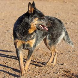 Flora (RETIREMENT HOME) - Blue speckled female Australian Cattle Dog puppy in Marana, Arizona from Impact 3rd Australian Cattle Dogs