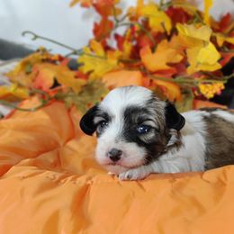 Bell - Tri-color female Coton de Tulear puppy in Westfield, North Carolina from Legacy Pets