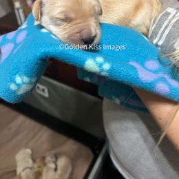 Golden Retriever Puppies from Golden Kiss Retrievers