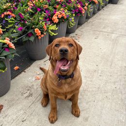 Labrador Retriever Puppies from Matoskah Meadows Labradors