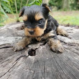 Yorkshire Terrier Puppies from Liz’s Yorkshire Terriers
