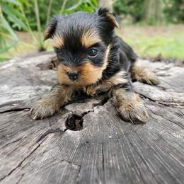 Yorkshire Terrier Puppies from Liz’s Yorkshire Terriers
