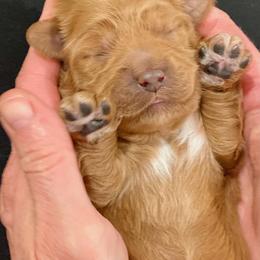 Australian Labradoodle Puppies from High Desert Labradoodles