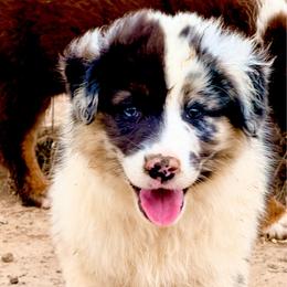 Spur - Blue merle male Australian Shepherd puppy in Mineral Wells, Texas from A6 Australian Shepards