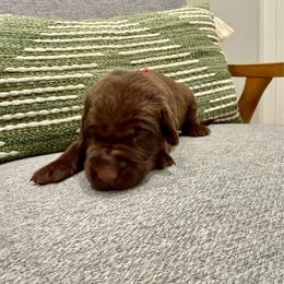 Pink collar female - Chocolate female Labrador Retriever puppy in Gainesville, Georgia from Rucker Retrievers