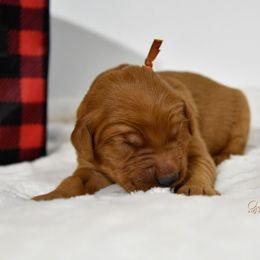 Orange M - Golden Retriever puppy in Hall, Montana from Goosetown Goldens
