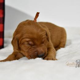 Orange M - Golden Retriever puppy in Hall, Montana from Goosetown Goldens