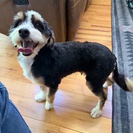 Moana - Bernedoodle