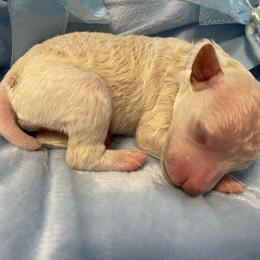 Bluey's - Cream male Poodle puppy in Port Saint Lucie, Florida from Abbott Standard Poodles