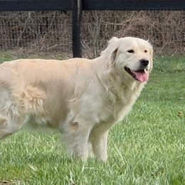Ellie - Golden Retriever