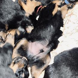 Rottweiler Puppies from Vom Arnold-Hause Rottweilers