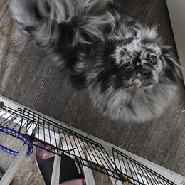 Dru - Pomeranian