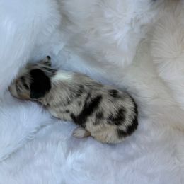 Oreo - Blue merle male Australian Shepherd puppy in Mount Vernon, Texas from RJ's Aussie Posse