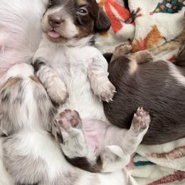 Dachshund Puppies from Jordin’s dainty Dachshunds
