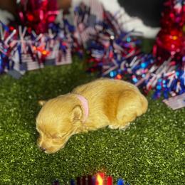 Jessie - Wheaten female Miniature Schnauzer puppy in Edinburg, Texas from Forever Schnauzers