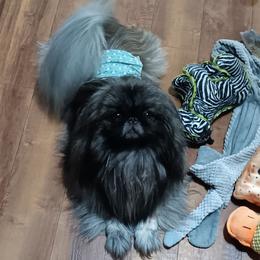 Tindaro - Pekingese