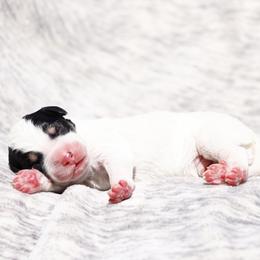 Boo - Tri-color male Bernedoodle puppy in Glendale, Arizona from Arizona Bernedoodles