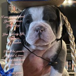 Olde English Bulldogge Puppies from Gods Of Olympus Bulldogges