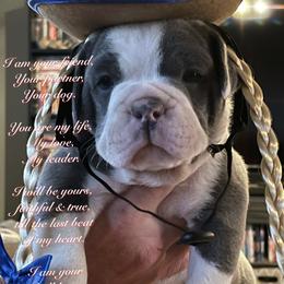 Olde English Bulldogge Puppies from Gods Of Olympus Bulldogges