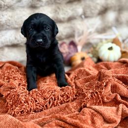 Flint - Black male Labrador Retriever puppy in Sweet Home, Oregon from Knotty Creek Labradors
