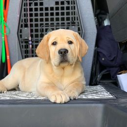 Labrador Retriever Puppies from Ashland Labradors