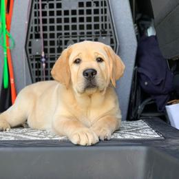 Labrador Retriever Puppies from Ashland Labradors