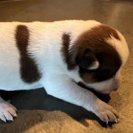 Girl 4 - female Australian Cattle Dog puppy in Reed Point, Montana from Heelers and Highlands