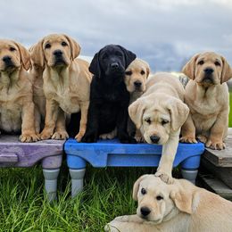 Labrador Retriever Puppies from Eternity Labradors