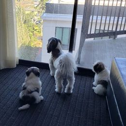 Shih Tzu Puppies from Jazzie Shih Tzu