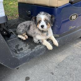 Aussiedoodle All Grown Up from All Dogs go to Heaven