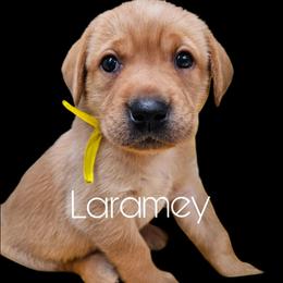 Laramey - Yellow female Labrador Retriever puppy in Sidney, Nebraska from Nebraska Strong Labradors