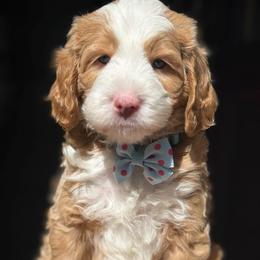 Blue-niko bear - Red male Bernedoodle puppy in Yuciapa, California from AlltheDoodlez_