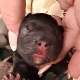Violet - Liver female French Bulldog puppy in Delhi, Louisiana from 4T Ranch