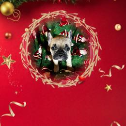 Cecilia - Fawn female French Bulldog puppy in Neenah, Wisconsin from Mimosa Acres French Bulldogs LLC