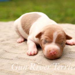 Fawn blue tan - White and blue fawn male Rat Terrier puppy in Allegan, Michigan from Gun River Terriers