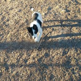 Border Collie Puppies from Stag Valley Homestead