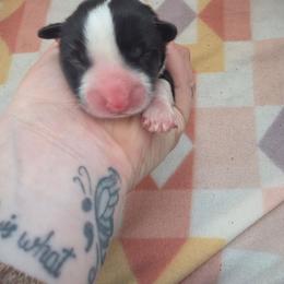 Frost - Black and white male Cardigan Welsh Corgi puppy in Bland, Missouri from Shadey Lane Corgis