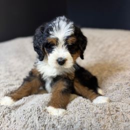 Morticia - Tri-color female Bernedoodle puppy in Alpharetta, Georgia from Doodles of Buckhead