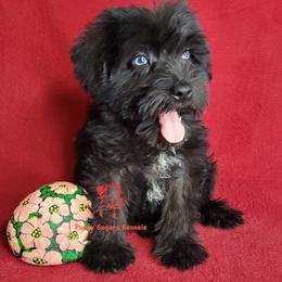 Halle - Black female Miniature Schnauzer puppy in Fairhope, Alabama from Puppy Sugars Kennels