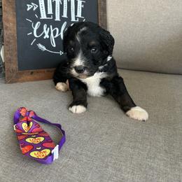 Shnookums - Tri-color male Bernedoodle puppy in Camden, North Carolina from Oopsie Doodles of NC